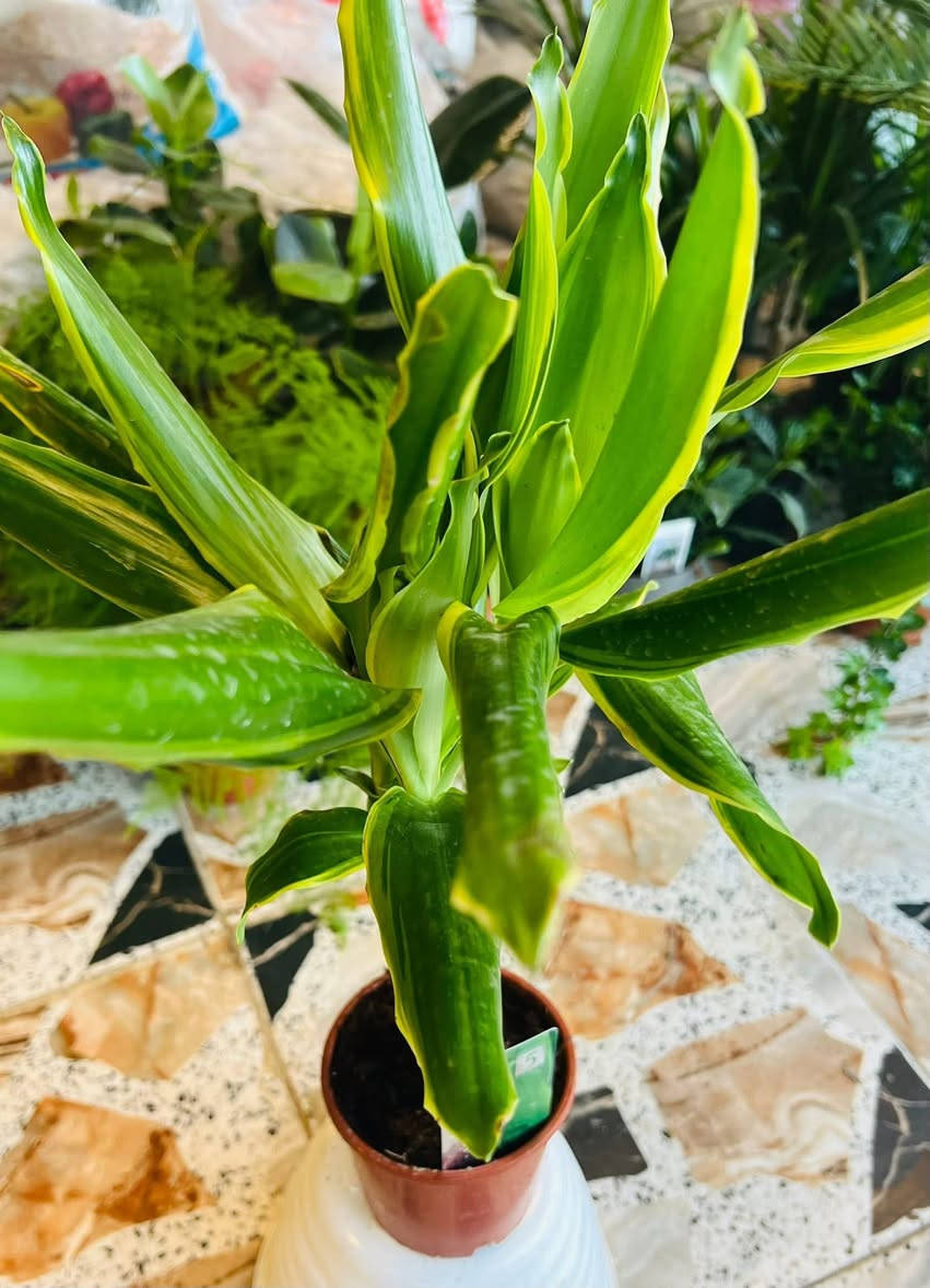 يعلن مشتل تل الورد 🌹🌹🌹
بادارة قصي السلطاني 🌺🌺

عن توفر مجموعة من النباتات والتحفيات والمنشطات 

وإطارات الحدائق والثيل وكل ماتحتاجة الحديقة 

كما موض

بالاضافه إلى توفر تراب مزيج خاص للسنادين 

كما يتوفر مجموعة متنوعة من الأشجار المثمره سننشرها في وقت لاحق مثل التفاح والكرز والجوز والخوخ والمشمش والكوجه وألو ولنك الدنيا وكثير من النباتات لم تنشر ان شاءالله في وقت لاحق سننشرها  كل ماتحتاجه الحديقه متوفر الآن 

بالاضافه إلى كادر عمل متخصص بتاهيئية وترتيب وزراعة الحدائق 

كل ماعليك زيارة مشتل تل الورد 🌹🌹

العنوان بابل المدحتية شارع ربيانه قرب المركز الصحي 

مقابل مدرسة المجتبى الابتدائيه 

للاستفسار فقط وات ساب ع الرقم *********** 

توجد خدمة توصيل 🚕
