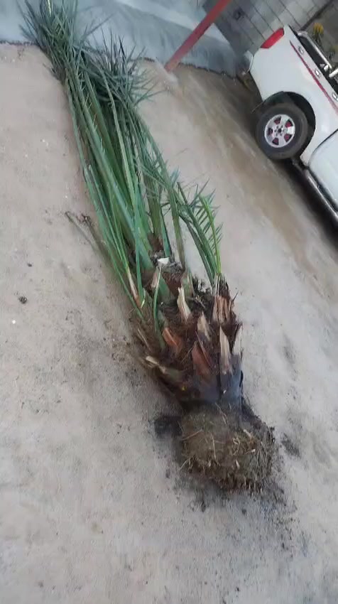 شريفي/ برحيه حمراء// للبيع جاهزه للشتال   الاتصال على الرقم
***********
