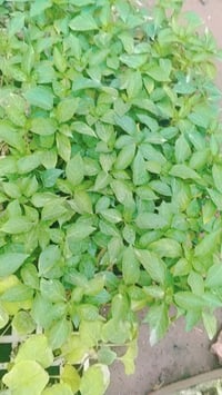 فلفل حار • طماطه • كوفه شارع عبد العال