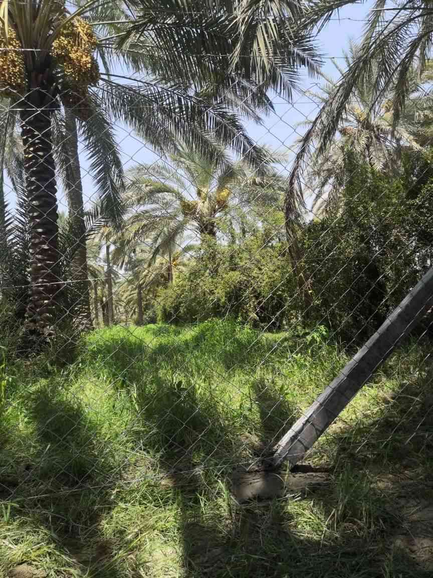 ✨🌟 إعلان متميز من شركة الفرات 🌟✨
🌆 نقدم لكم اسيجة بي ار سي BRC بكل أنواعها، تحت إشراف فريق هندسي متخصص وذو خبرة. 🔧
🌳 نتميز أيضًا في تسييج الحدائق، البساتين والأراضي الزراعية، لجعلها ملاذًا خضراء يشعّ بها الجمال. 🍃
🍀 هل ترغبون في الأسوار العشبية؟ نحن هنا لتقديم الأفضل! 🌱
🎉 بأسعار تنافسية ومغرية، نسعى دومًا لتقديم الأفضل. 💰
🚚 خدمتنا تغطي جميع محافظات العراق، فلا تترددوا في الاعتماد علينا. 
📞 للحجز أو الاستعلام، يمكنكم التواصل معنا عبر الأرقام التالية أو مراسلة الصفحة:
*********** (واتساب)
*********** (واتساب)
نتشرف بخدمتكم دومًا! 🌠
