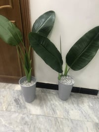 بغداد الشعب • للبيع