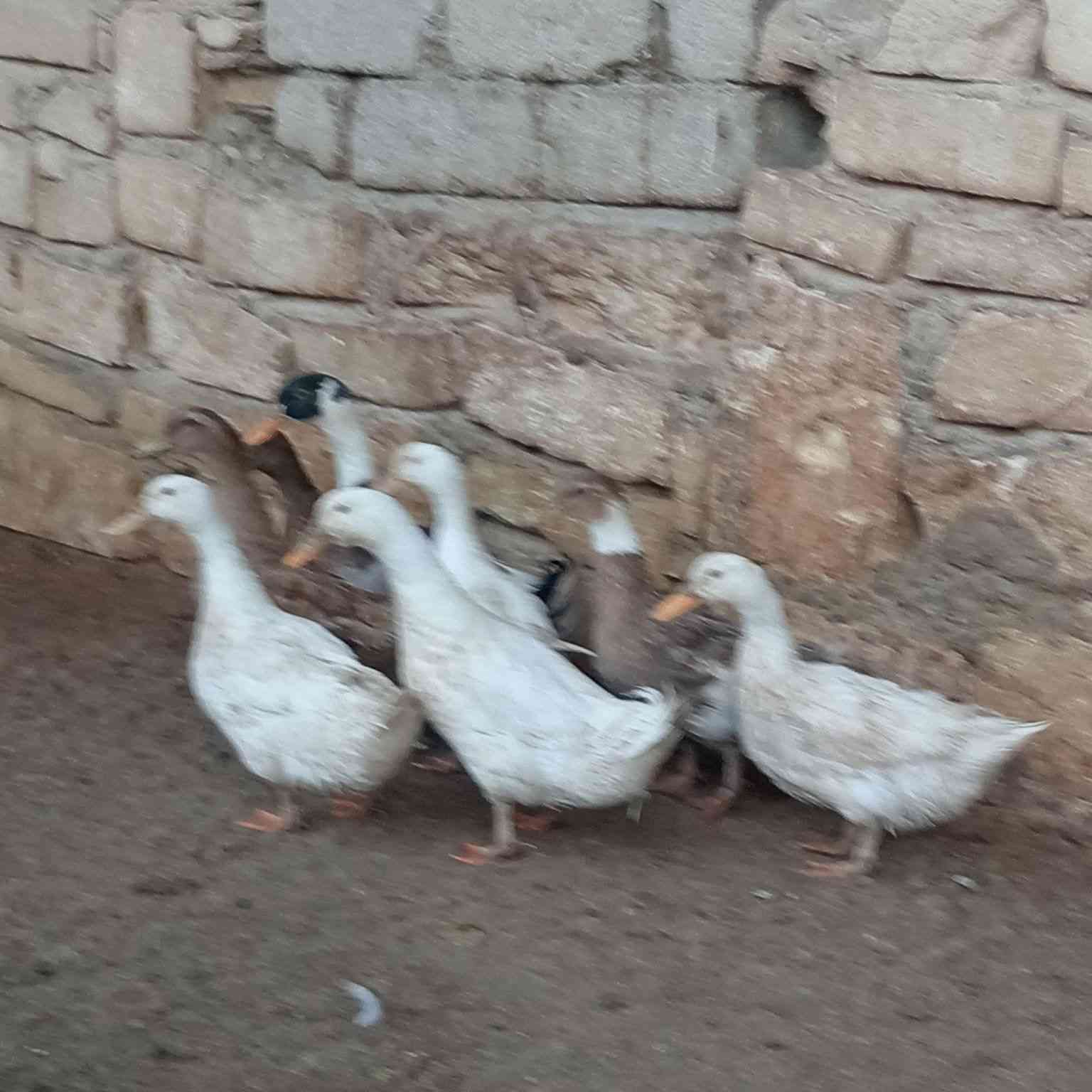 للبيع بط عراقي نضياف خشنات بيض شراط عداد ٨ أشراي يتصل على راقم ***********
