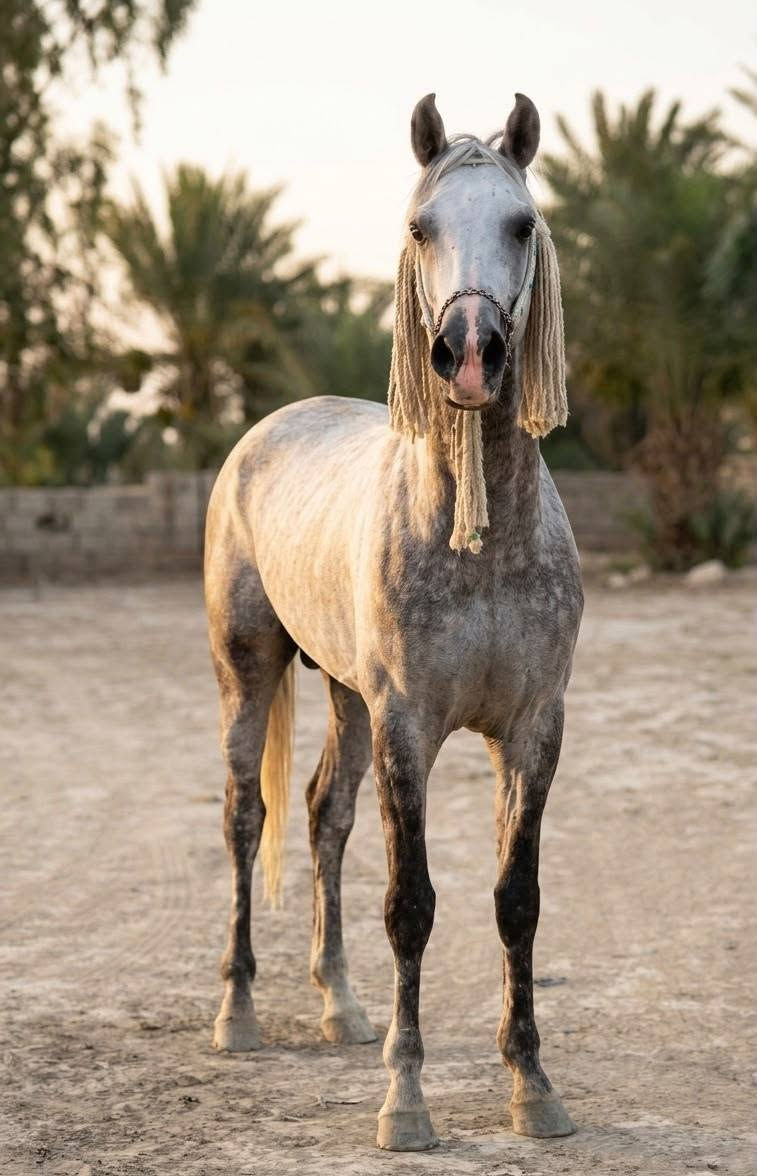 عمي  وين جنايت الصايل حصان كحيلان البرك كتابه عله ضهره شرط الخياله ولشبوه حصان مال كشخه رتفاع 154//////***********///////***********
