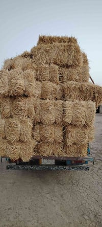 كبس تبن • ٦٠٠ • بابل الشوملي