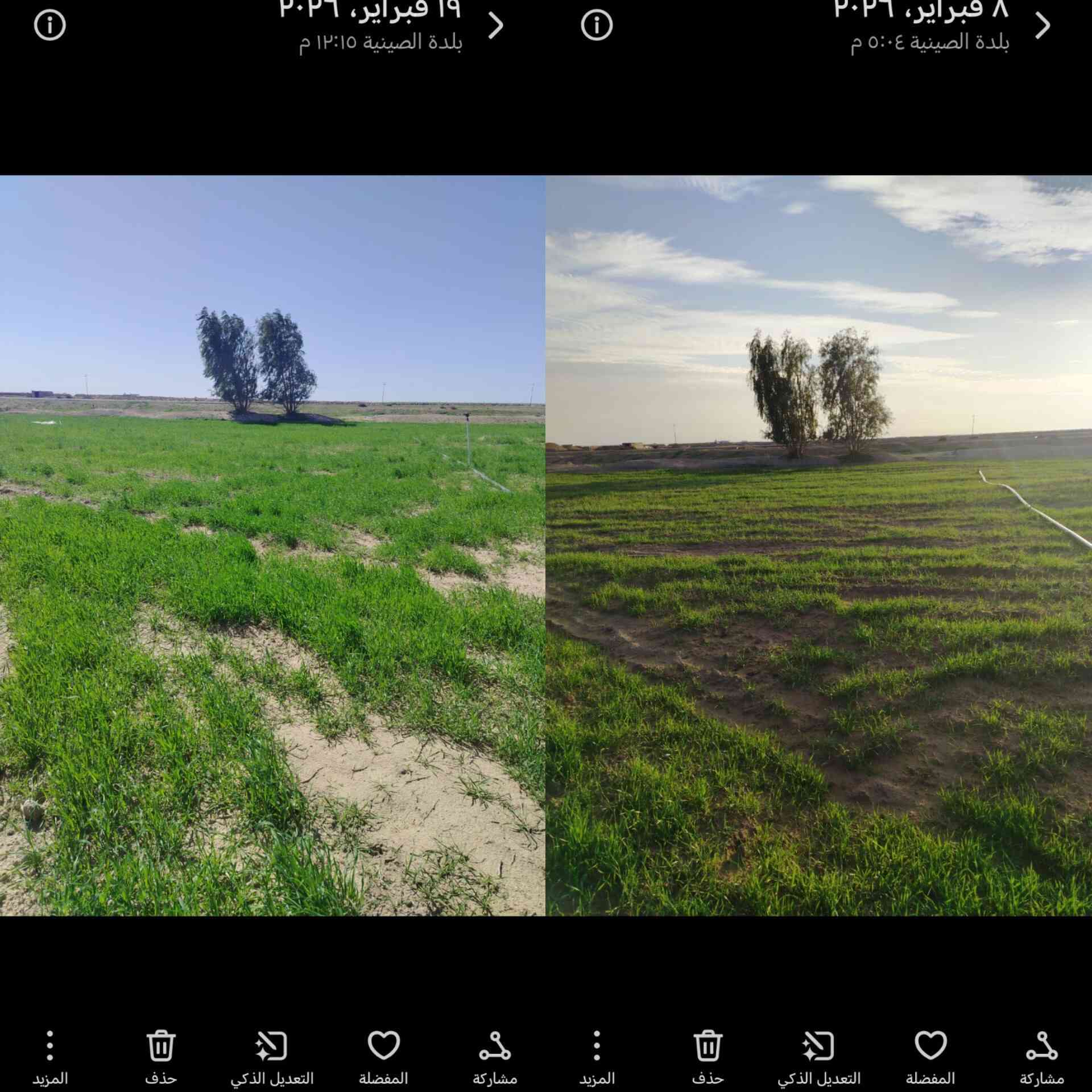 خير الكلام ما قل ودل
الفرق ١١يوم فقط بعد رش المنشط
حامض الفسفوريك مع كبريتات الأمونيوم
تكلفه الدونم رش ورقي ١٥ الف دينار
يخلط مع ماء حلو فقط
تصل وجبه الأحد القادم ان شاء الله
 عنواننا الصينية نهايه شارع السبيس بعد سيطره الفلاحين
***********
