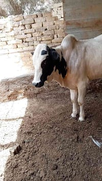 ثور • سمين • نذاري