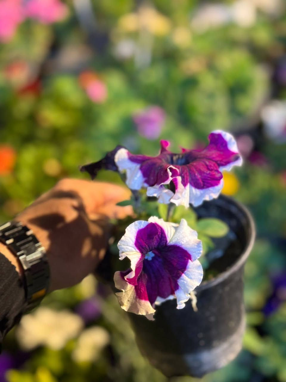 بمناسبة عيد الفطر المبارك تخفيض 10‎%‎ 🌙 كل عام و انتم بألف خير ❤️😍

 التخفيض يشمل جميع المنتجات داخل المشتل و تكون على القائمة🔥🔥 
🌿 نباتات ظلية داخلية
🌳 نباتات خارجية
🌸 زهور متنوعة
🪴 سنادين ودوارق
🌱 أسمدة وبيتموس
 وجميع مستلزمات النباتات
📍 العنوان:الفلوجة – السوق العصري
 شارع ٤٠ – الفرع المقابل سنتر ملامح
📞 موبايل:***********
#مشتل#مشتل_سما_الربيع#نباتات#نباتات_ظلية#نباتات_منزلية⁩
