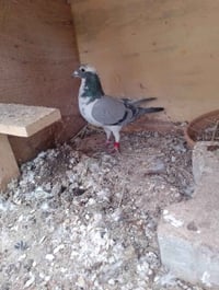 طيرة مشجرة • جاهزه للتبزير • بغداد