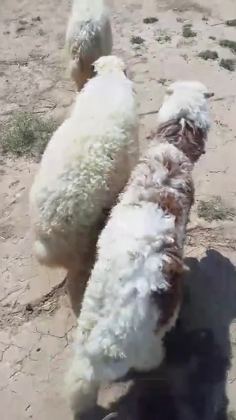 السلام عليكم فطايم ٢وخروف كلهن ناصحات  السعر ٦٥٠ / ***********/ ***********
