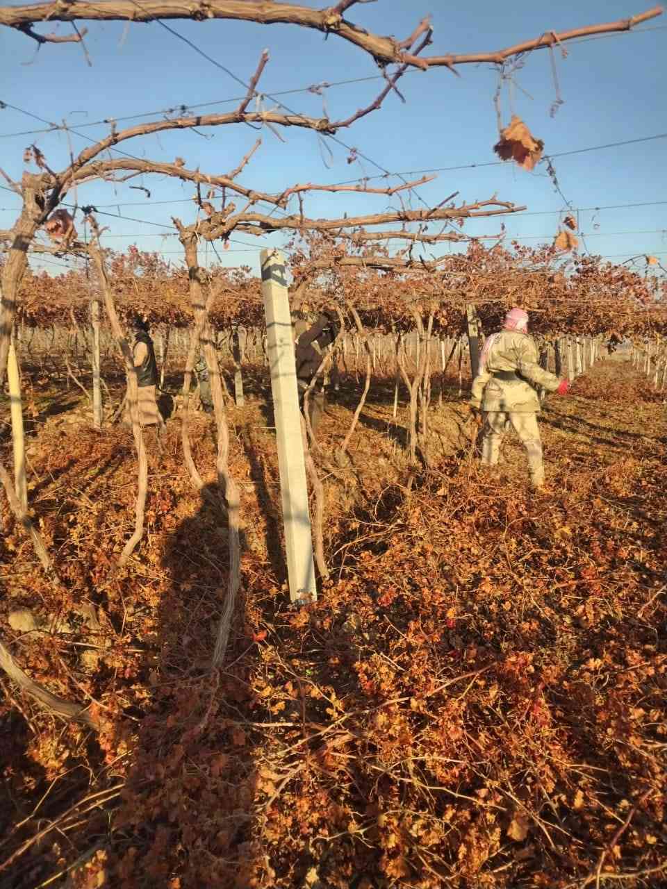 يوجد كادر كصاص عنب كادر كامل مكمل شرط أن يكون كصاص درجه اولى انته عليك اتصل وتدلل كصاص بلى حبه الله ومن الله التوفيق رقم ***********
