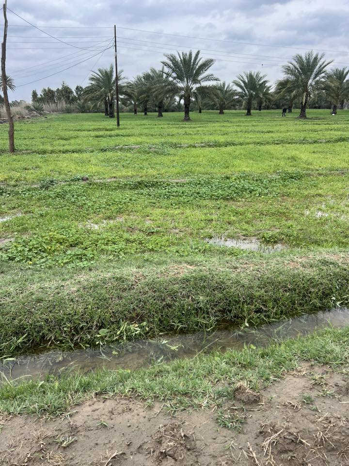 ارض زراعيه للبيع المساحه ٢دونم فرع عبيد السلطان تبعد عن التبليط. واحد كيلو متوفر كافه الخدمات سعر الدونم (٦٥)قابل للتفاوض للاستفسار ***********
