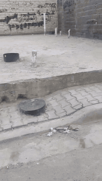 الشعب • خلف السدة • ٥٥م