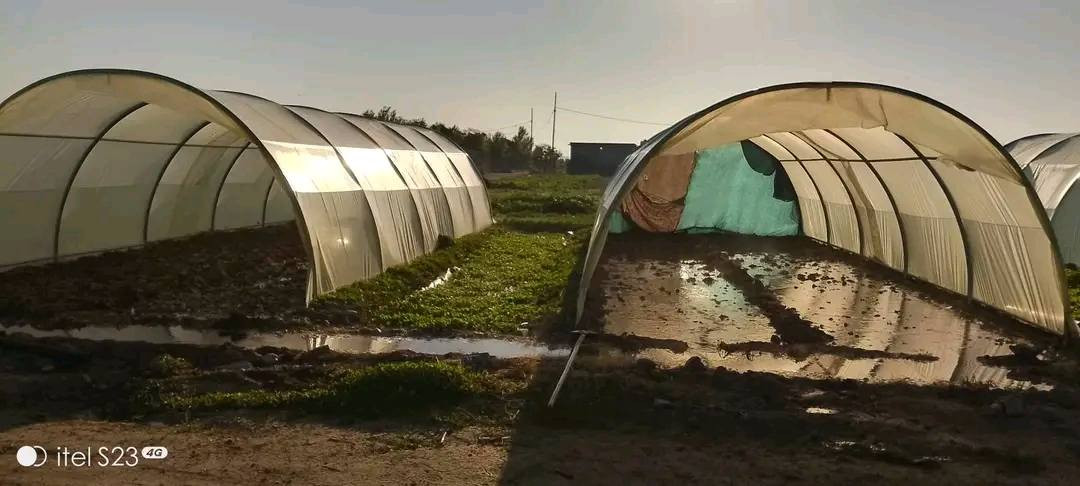 خانوی پلاستیکی قیاس 6 بە 4بەرزی٢٢٠سم بۆ فرۆشتن بەجوملە موفرەد بەردەستەسعریمان داشکاند بۆ ٨٠هەزار 
***********_***********
 
🔸 بەکاردێت بۆ بواری مەڕ و ماڵات🐐🐑
🔹 بەکاردێت بۆ بواری کشتوکاڵ🌾🌿🌺
🔸 بەکاردێت وەک گەراجی سەیارە🚗
🔹بەکاردێت بۆ ناو باخ و دەشت و دەر وەک شوێنی مانەوە و کۆگا 🛖☔
🔸بەکاردێت بۆ شەتڵگە و پەلەوەر🐔🌿
ناونیشان چوارقوڕنە
گەیاندن هەیە :
