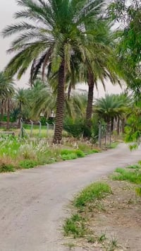 متوفر لدينه قطع أراضي للبيع طابو زراعي سند 25 شكد يعجبك موجود دونم دون...