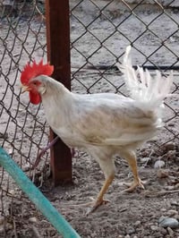 ديج • صارله اسبوع • فلوجه حي الرساله