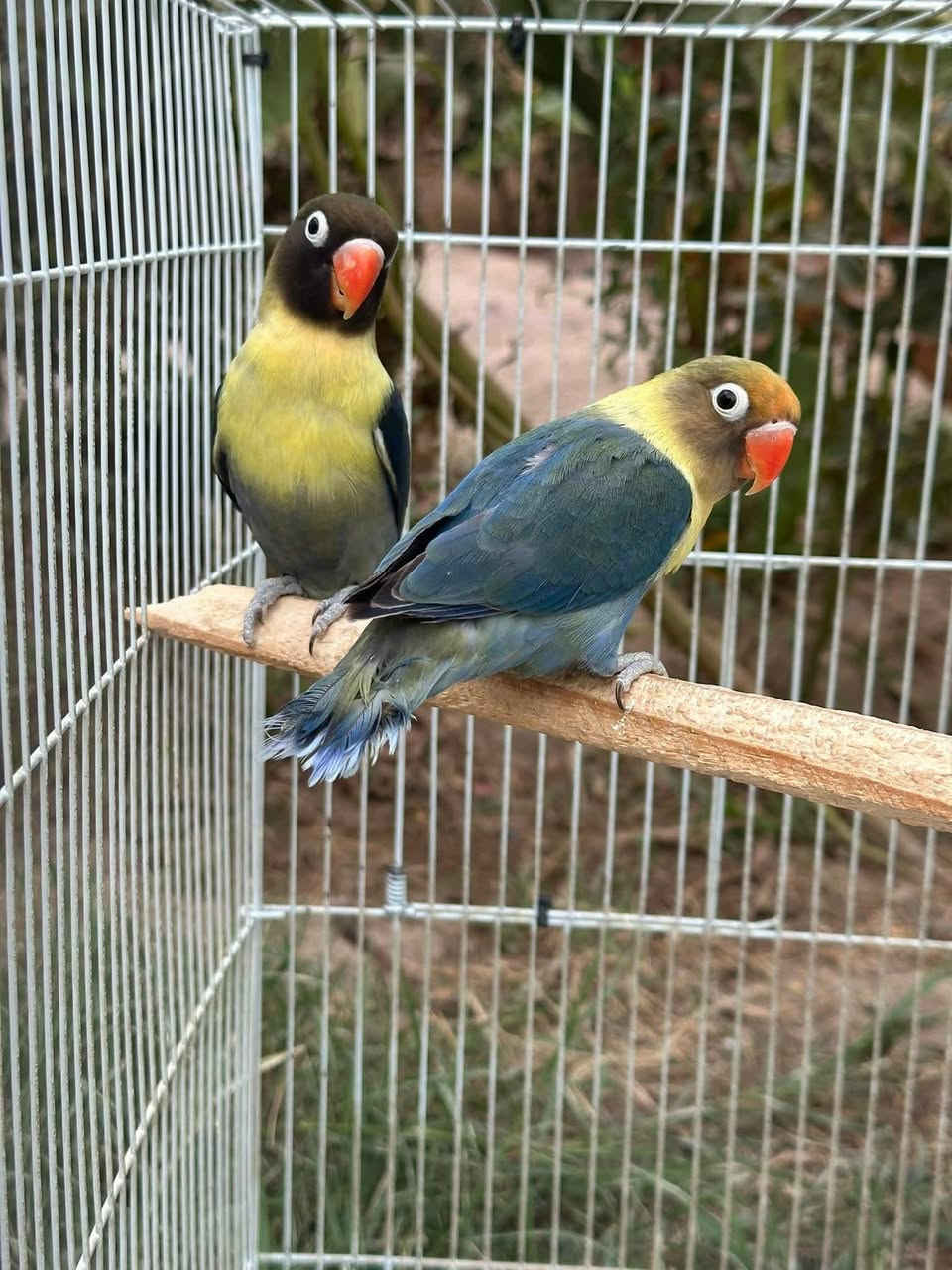 اللهم صلي علا محمد وال محمد
توفر غندور ازواج امامي تكاثر
 اراسلك او تراسلني ♥️♥️
للحجز الاتصال
رقم 💐 ***********
واتساب رقم 💐 *********** 
رجائآ المو شراي لا يتصل
توصيل موجود
