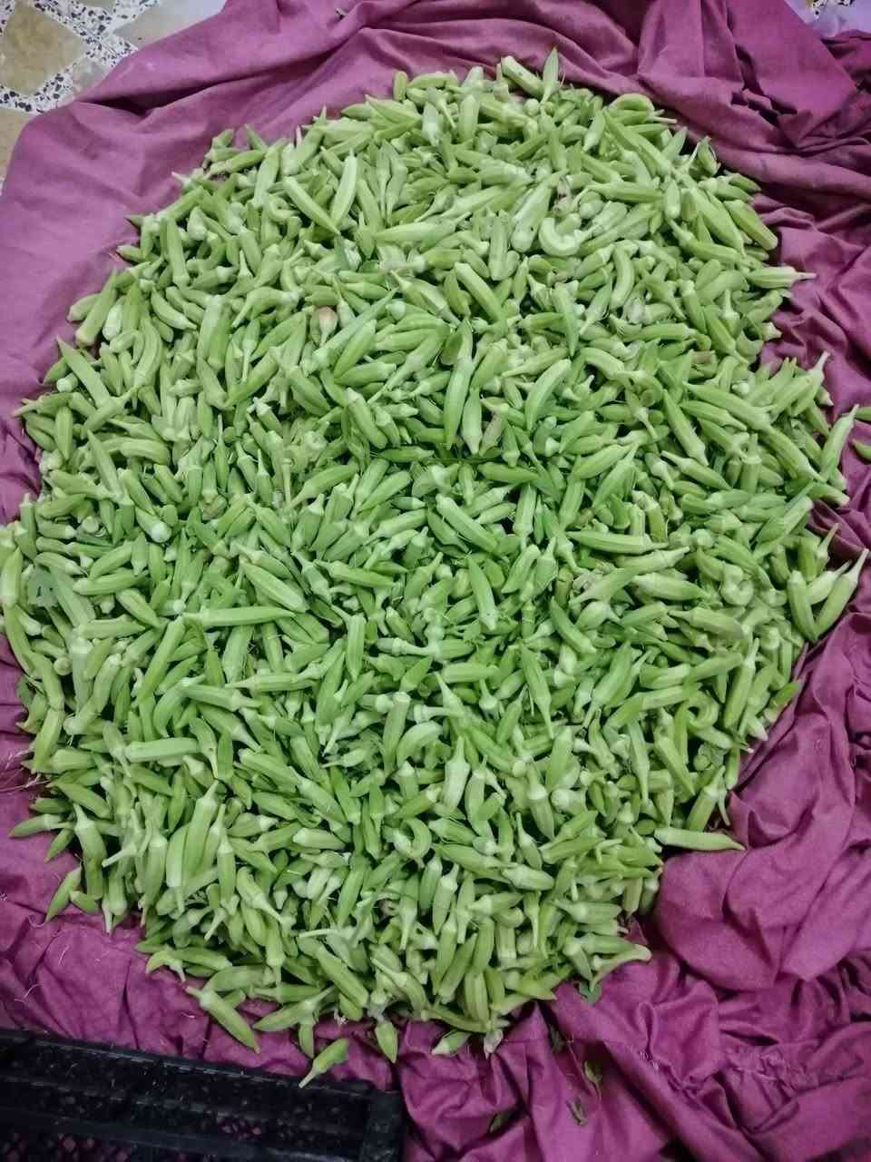 باميه درجه أوله حوي العصر الكيلو الفين واصله لطوريج


**إذا كنت صاحب هذا الإعلان وتريد حذفه لأي سبب، رجاءا أرسل رسالة إلى الدعم الفني**