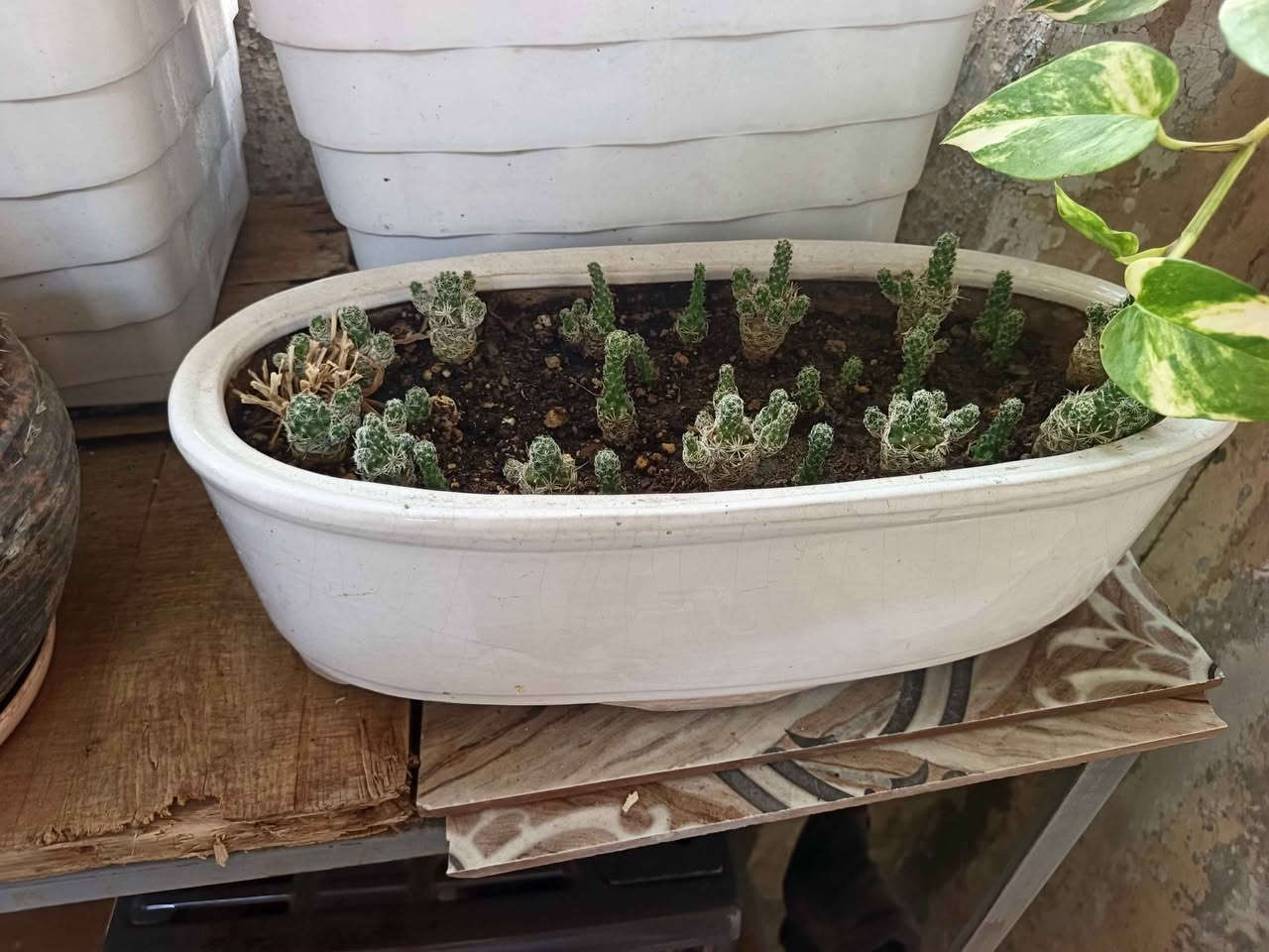 نبات للبيع منهم نوادر هيا والحديد مكاني موصل موصل, نينوى


**إذا كنت صاحب هذا الإعلان وتريد حذفه لأي سبب، رجاءا أرسل رسالة إلى الدعم الفني**