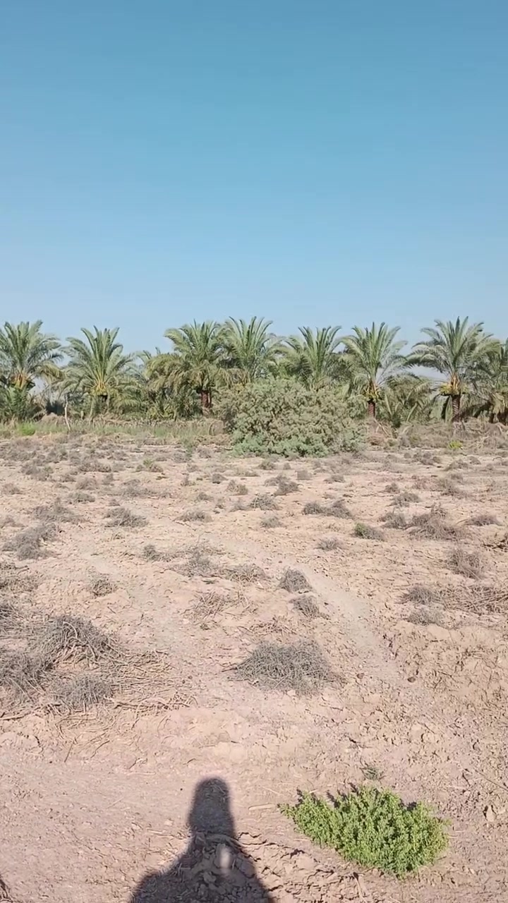 ارض للبيع قريبه عله فرع الوركاء للتواصل على الرقم‏  ‪***********‬‏
