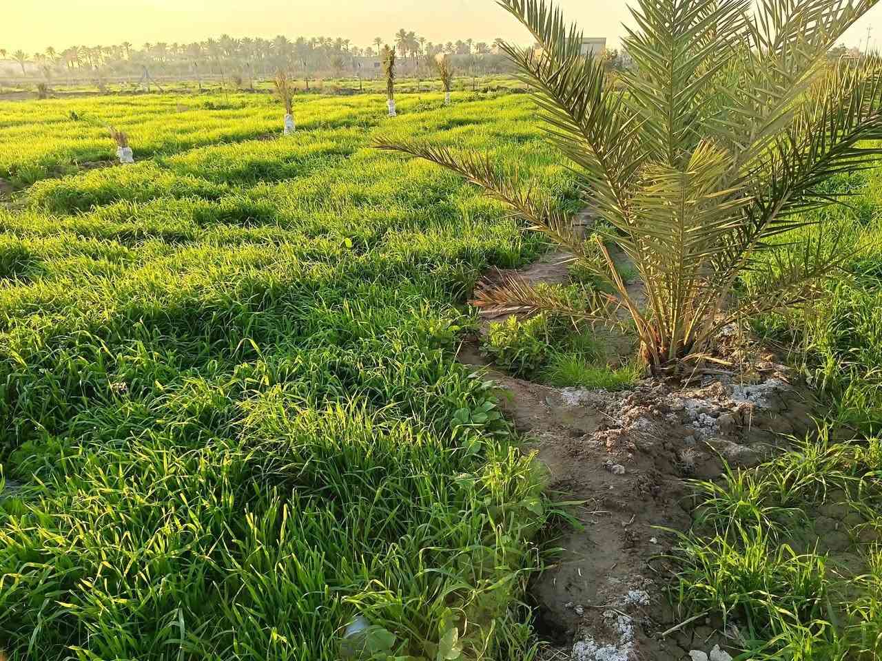 #للبيع_ارض_زراعيه_ثلاثه_دوانم_مع_دار_عدد2_سكن
السلام عليكم
المكان الديوانية قضاء الدغارة طريق المشاية الشارع العام مقابل مشروع الماء الكبير قرب الملعب(مشمولة بخطة سنة 26 سايدين طريق ياحسين)
للاستفسار أكثر الاتصال عبر الأرقام
***********
