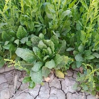 بستان لبيع 3دولم 750متر 80وبي مجال قليل 07804736364