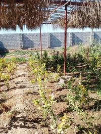 أشجار حمضيات • جرف الملح التاجي • برتقال