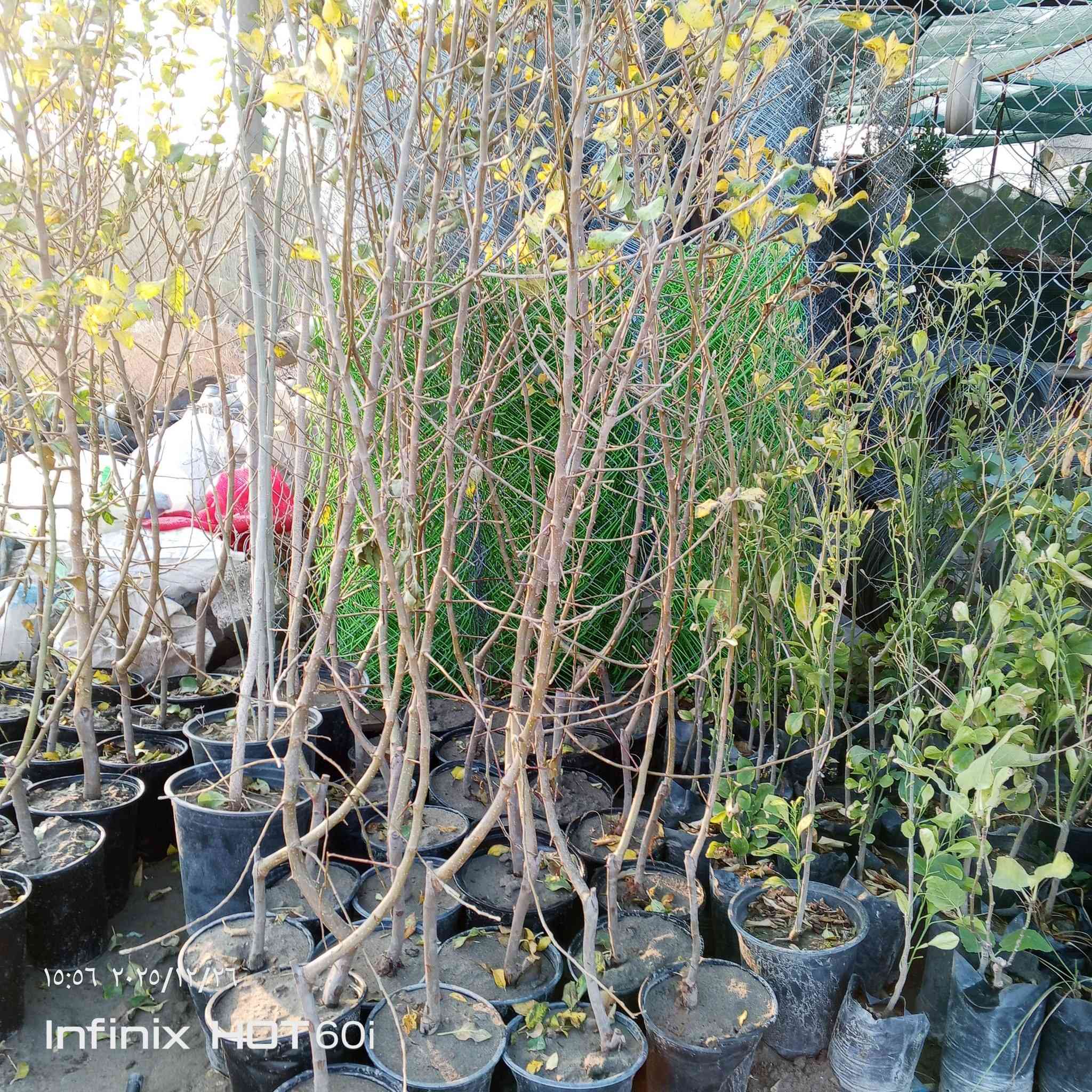 مشتل سيد جلال لجميع الاوراد والازهار لانواع الاشجار ليمون  اخضر ليمون برتقال  كليمنتين  يوسفي جريب فرروت  يوزو ماندرين بوميلو كالامانسي برتقال أحمر  ليمون كافيير مكان شارع العام يوجد خدمه توصيل داخل الصويره الاتصال على الرقم  ***********
