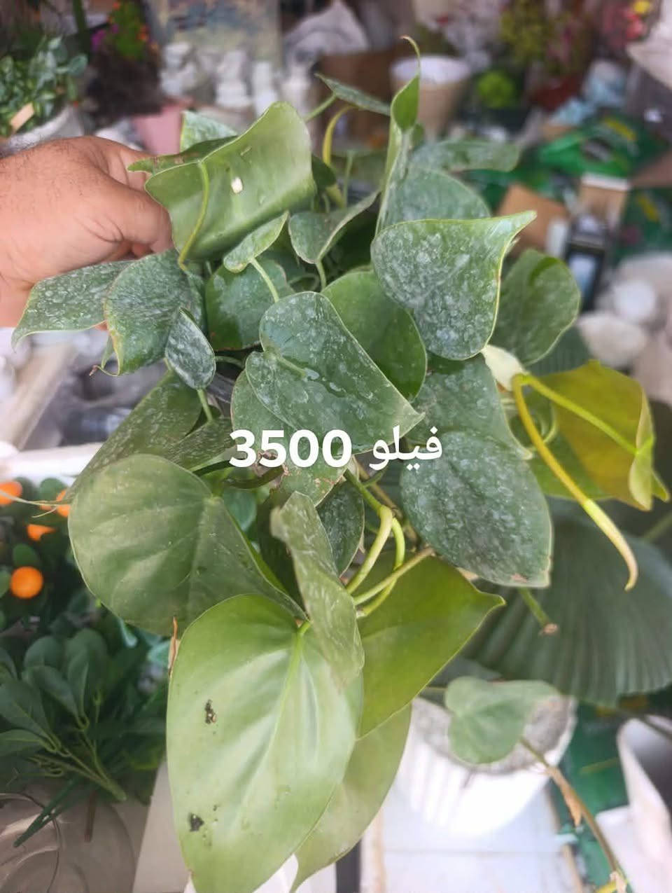 اسعار جدن مناسب
جمله مفرد 
***********
