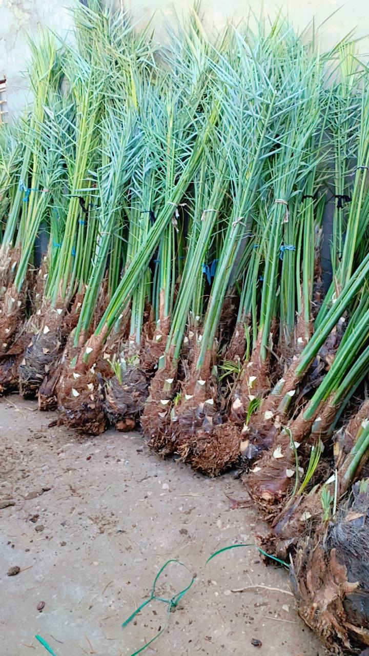 سلام عليكم يوجد الدينا انواع النخيل برحي مكتوم جبجاب كرنفلي بريم ونواع النخيل مكان كربلاء رقم الهاتف ***********
