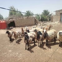 نعجات مضاريع • ٢١ • الدوانيه الشافعيه