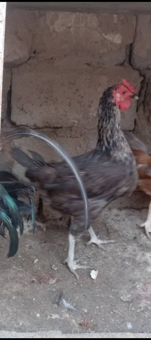 دجاجه عرب للبيع السعر 20 رقمي بي وتساب ***********
