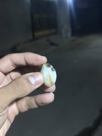 داودي • ملاقط وجه