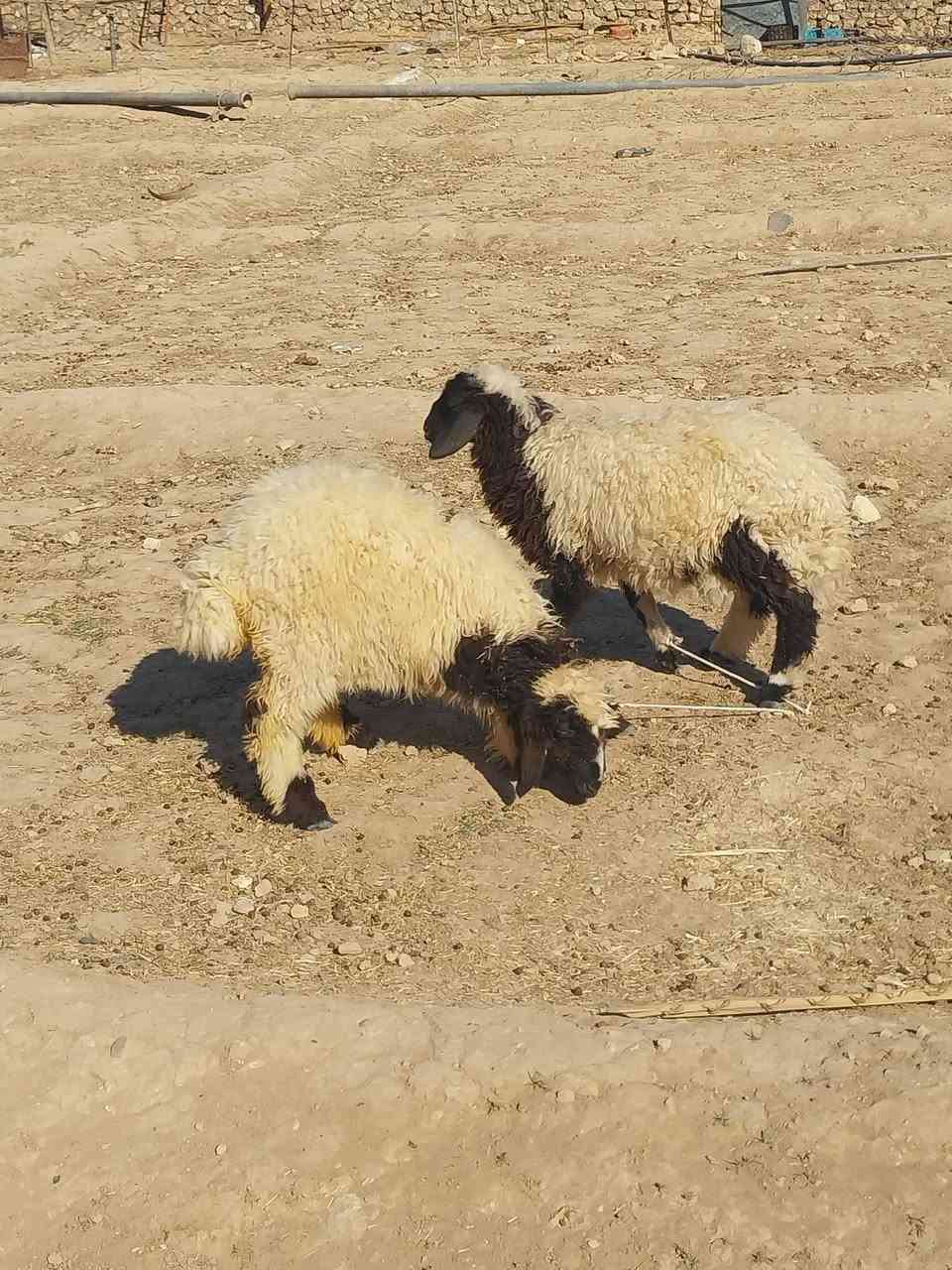 بسم الله متاااح زوج خروف وفطيمه يرهمن كلشي شرط النصاح كصه وحده 
مكان عنه الريحانه.   سعر زوج.   ٣٩٠. توصيل حسب الاتفاق 

للاتصال ***********
