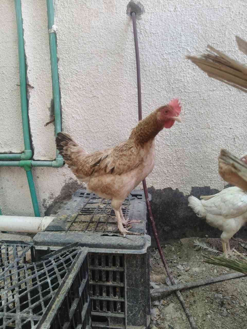 للبيع دجاج بياضة جاي تكرك سعرها 15
و ديج اسود ابو ركيبة سعره12 مكاني القرنة


**إذا كنت صاحب هذا الإعلان وتريد حذفه لأي سبب، رجاءا أرسل رسالة إلى الدعم الفني**