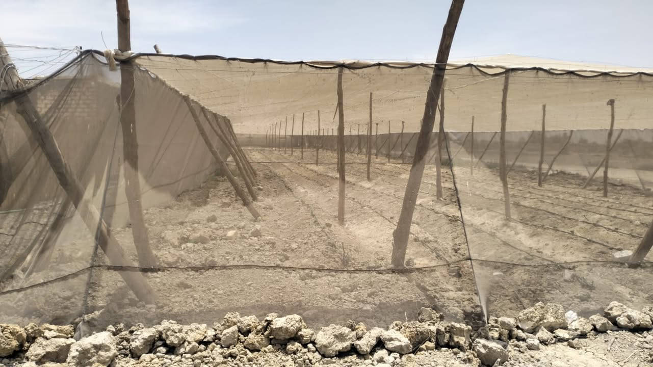 السلام عليكم 🌿
فرصة مميزة للاستثمار الزراعي والإنتاج الحيواني 🐓🐟
متاح للبيع مزرعة بمساحة فدانين ونص كاملة التجهيزات 👌
✔️ صوبة خضار جاهزة للزراعة
✔️ 2 مزرعة دواجن صوب مجهزين بالكامل
✔️ استراحة داخل المزرعة
✔️ حوض سمك
✔️ خط كهرباء خاص بالمزرعة
✔️ موقع مميز داخل الأرياف وبيئة هادئة مناسبة للاستثمار والمعيشة
📌 ويوجد إمكانية بيع الفدان المقام عليه المنشآت بشكل منفصل
للتواصل والاستفسار ابعتلنا رسالة أو كلمنا 📞
01065687207
01220104844


**إذا كنت صاحب هذا الإعلان وتريد حذفه لأي سبب، رجاءا أرسل رسالة إلى الدعم الفني**
