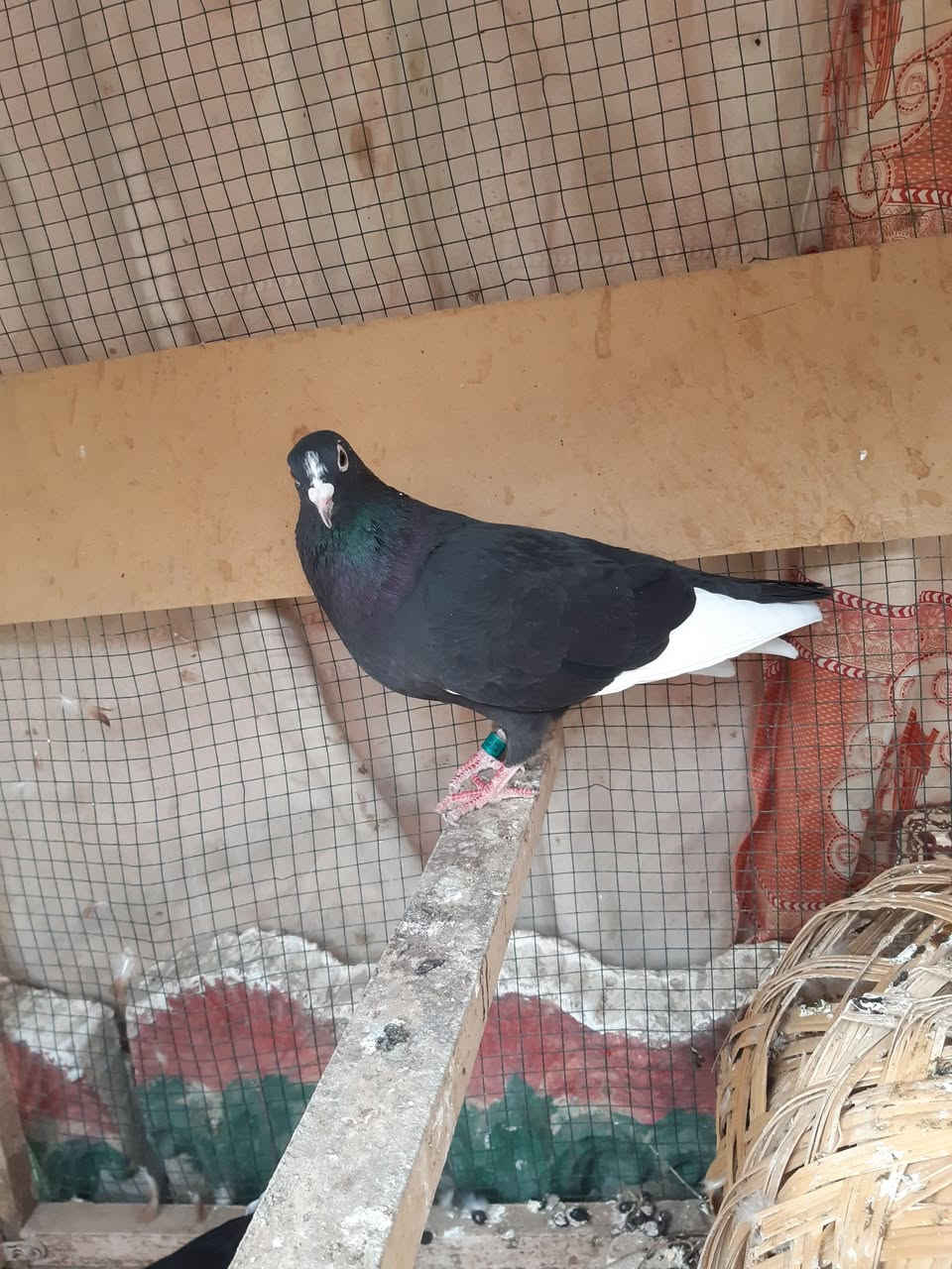 السلام عليكم ورحمة الله
طيور للبيع
 زوج ارافل ب٢٥ الف
 وزوج شوامل ٢٥ الف
طارمية_شارع البانزيخانة
***********
***********
