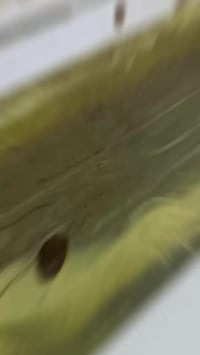 مسباح عنبر • عنبر اربيل • ٤٧خرزة