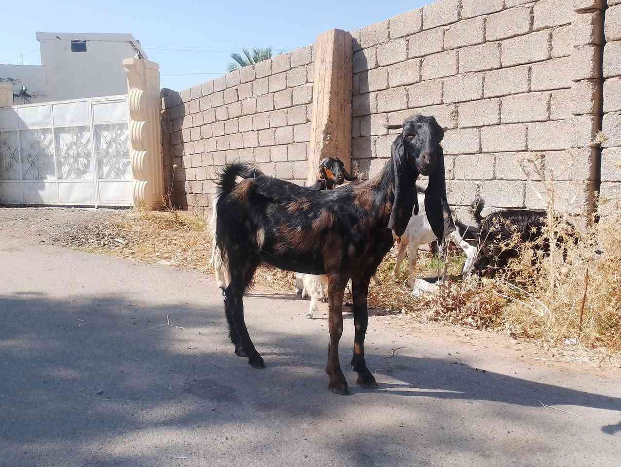 جذعه حانيه للبيع الشرقاط قريه العيثه السعر 325الف***********
