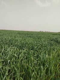 أرض زراعية • ٢٨ دونم ونص • النخيلة