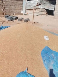 حنطه • حنطة للبيع • حنطة فرش دجله • حنطة جيل ثاني • قمح • قمح للبيع • ...