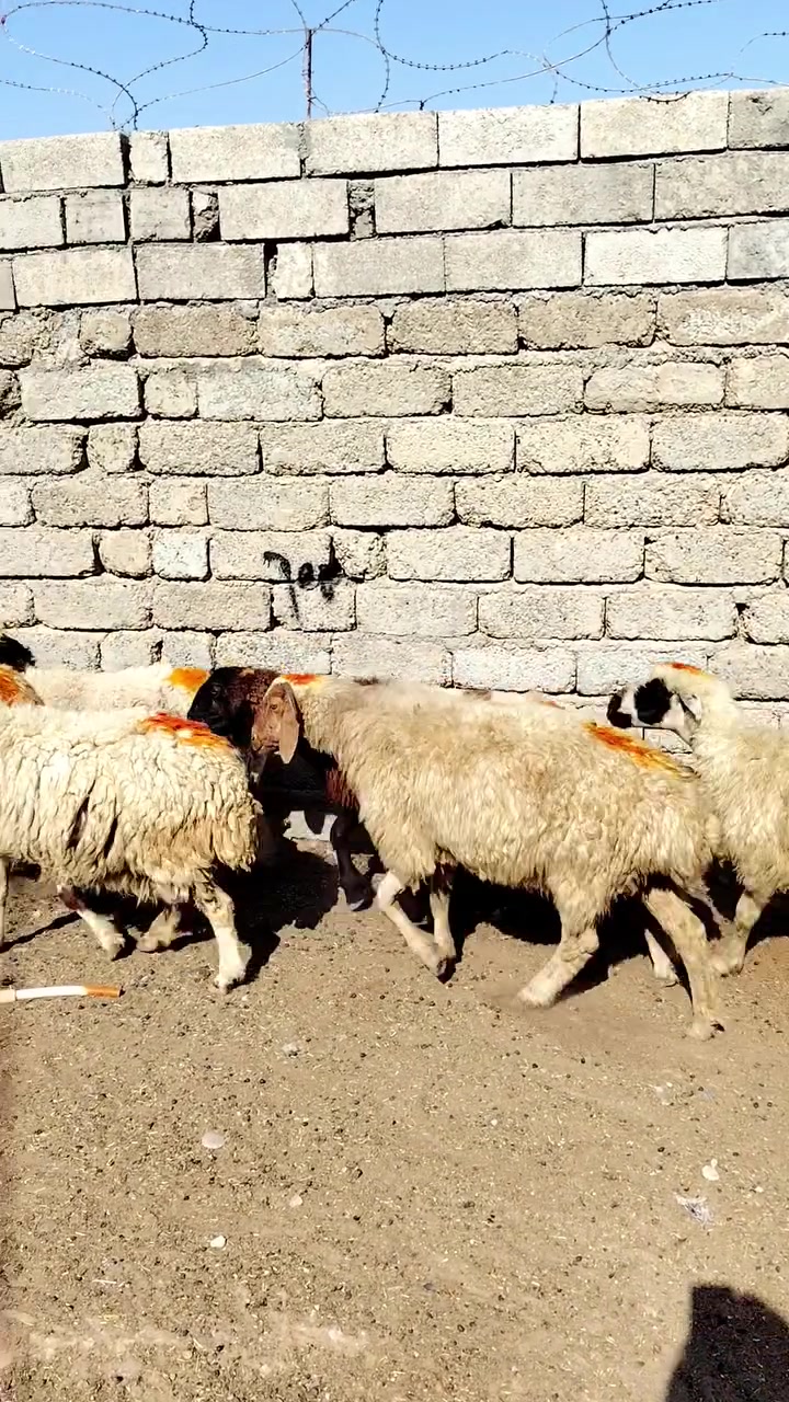 سلام عليكم
يوجد نعاج عشر وبيه محنيه ملات جنيه  مراح واحد المكان بيجي حي العصري الشراي يخابرني عله رقم ***********
