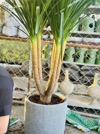 نباتات ضلية • مشتل شهيد العتبي • العزيزيه واسط