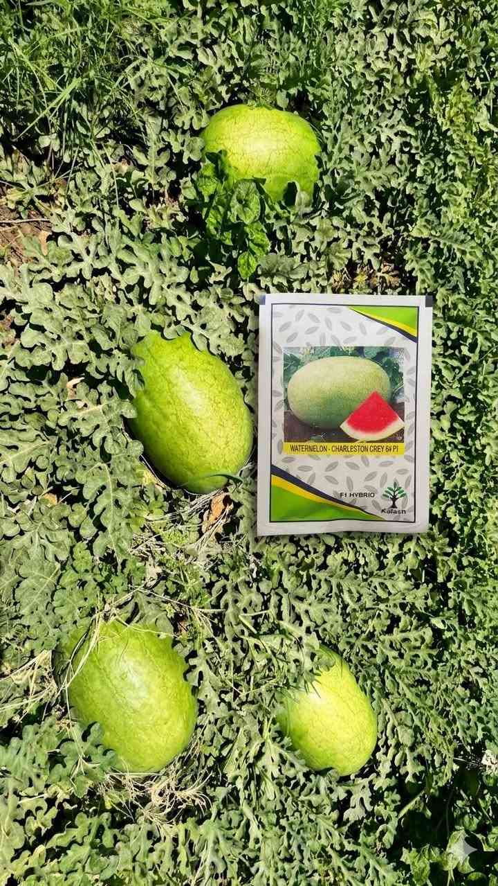 أقوى عرض للموسم - بذور رقي هجين (F1) نخب أول! 🍉
​لأصحاب المزارع والمشاتل والمكاتب الزراعية، جئناكم بأقوى تصفية سعرية وتحطيم للأسعار في السوق! 🔥
​الآن، تتوفر لدينا أفضل أصناف بذور الرقي الهجين من شركة Kalash المتميزة والغنية عن التعريف:
​Charleston Grey 64 F1 (الرقي الأشهب الطويل) - كما يظهر في الصورة 1000095627.jpg.
​Crimson Sweet 46 F1 (الرقي المخطط الأخضر) - كما يظهر in الصورة 1000095630.jpg.
​📉 سعر حرق بالجملة:
​السعر السابق: 60,000 دينار.
​السعر الحالي المخفض: 10,000 دينار فقط! 🎯
​🛡️ شرط الإنبات والضمان:
​البيع مباشر على الشرط والتجربة لضمان حقك كمزارع:
​نسبة إنبات مضمونة 90% درجة أولى 💯.
​تاريخ الصلاحية: البذور جديدة وممتازة وباقي من تاريخ الانتهاء خمسة أشهر (مثالية جداً للزراعة الفورية والموسم الحالي) ⏳.
​قوة نمو خضري ممتازة، ثمار متناسقة وحلوة المذاق، ومقاومة عالية للأمراض.
​📦 للطلب والاستفسار:
​الكمية محدودة جداً بهذا السعر التنافسي! احجز حصتك الآن قبل نفاذ الكمية.
​📞 اتصال هاتفي: ***********
​💬 واتساب: ***********

