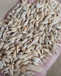 شعير روسي 07504079723‬ 📲 07850555181 📲 07740555151 📲