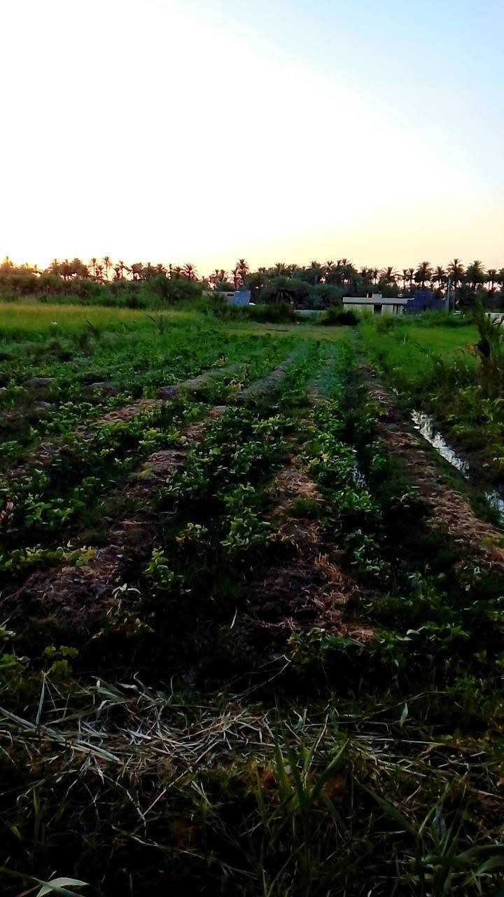 🏠 /دونم ونص للبيع  طابو زراعي  سند25 بأسمي يحتوي على  منزل  /الارض  مسيجه بيارسي ومي سيح من شط الحله نهر خاص بيهن

مزروعات 125 نخله ملون

#تبليط_كهرباء_مجاري وعرض شارع 7امتار 

 

البيت ا الوجهه 16 م / نزال33م بناء حديث طابوك السقف صب كونكريت  مساحه البناء 300 + حديقه300 يساوي المنزل مع الحديقه 600

 البيت  بناء حديث طابوك السكف صب  / مدخل 2م في2م

 مطبخ  حار وبارد /  البارد 5م في 4 

 الحار 3م في 4 م

   ثلاث غرف نوم  5 م في 4 م.

صاله 11م في  4ونص م

  أستقبال  12م في 5م  .

 مجمع صحيات/

 المنزل  ساكن  بيه فقط نقص بياض وسراميك 

كهرباء مجاري كولشي متواجد بلبيت

مقابيل  مدخل الحله البوابه الرئيسيه مقابيل معمل الجمهوري طاقة الكهرباء شارع  الريسي حله بغداد

الاستفسار ***********/  تحياتي للجميع 

#تبليط_كهرباء_مجاري وعرض شارع 7
