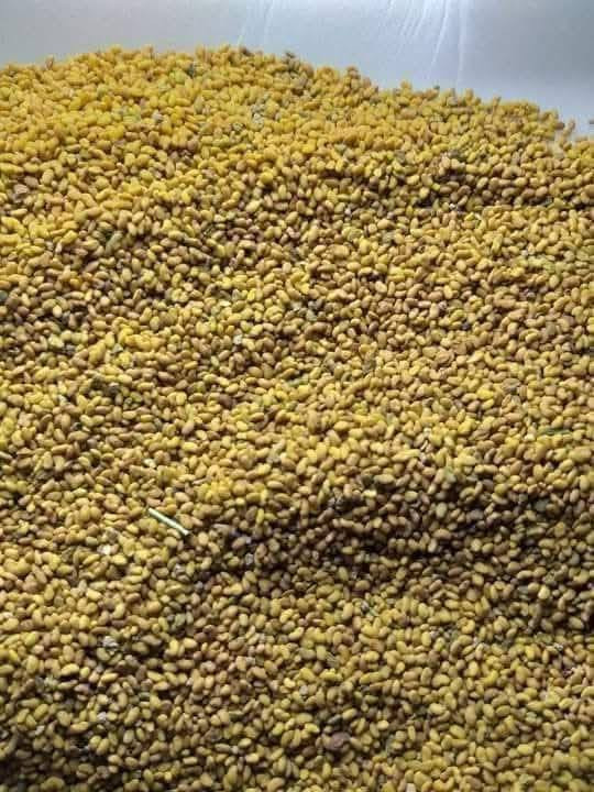 سلام عليكم يوجد بذور جت البيع رقم الهاتف ***********
