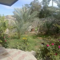 ١٠٠م • طابو زراعي • كوفه ميسان