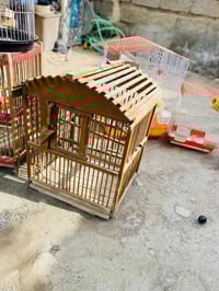 قفاص بلابل البيع شلع بيع كبار وزغار وبيهن 2 خشب ب 40 قفل الشراي ينتصل ...