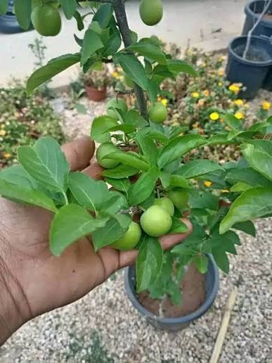 مشاتل ابو صالح 🤍
حرق سعر عمر 4سنوات جاهز للثمار🌳
شجر عناب بناني قطوف { كرز اخضر 🍏}
ارتفاع مترين مركب
خدمه التوصيل مجانا🚛
للتواصل☎️0776326767 ابو صالح


**إذا كنت صاحب هذا الإعلان وتريد حذفه لأي سبب، رجاءا أرسل رسالة إلى الدعم الفني**