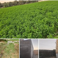 ٣فدان • نخل وزيتون • مزرعة سمك